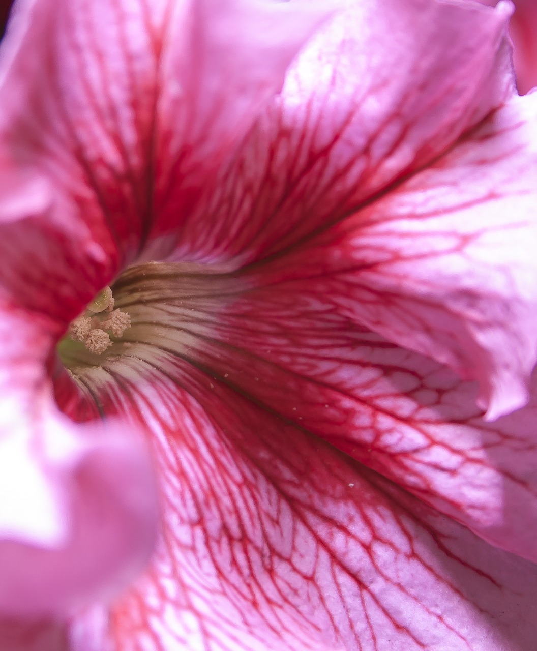 petunia pink blossom free photo