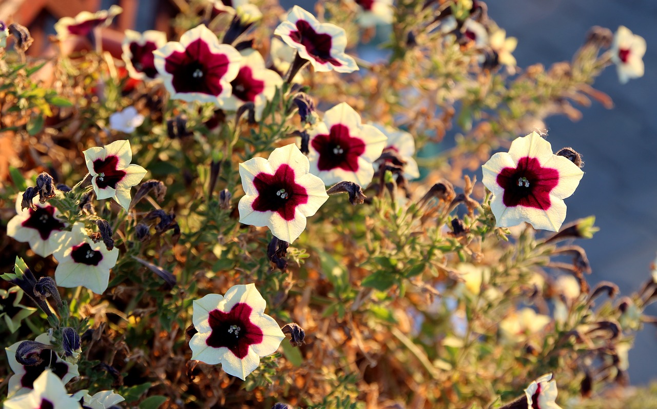 petunia flower garnet-red free photo