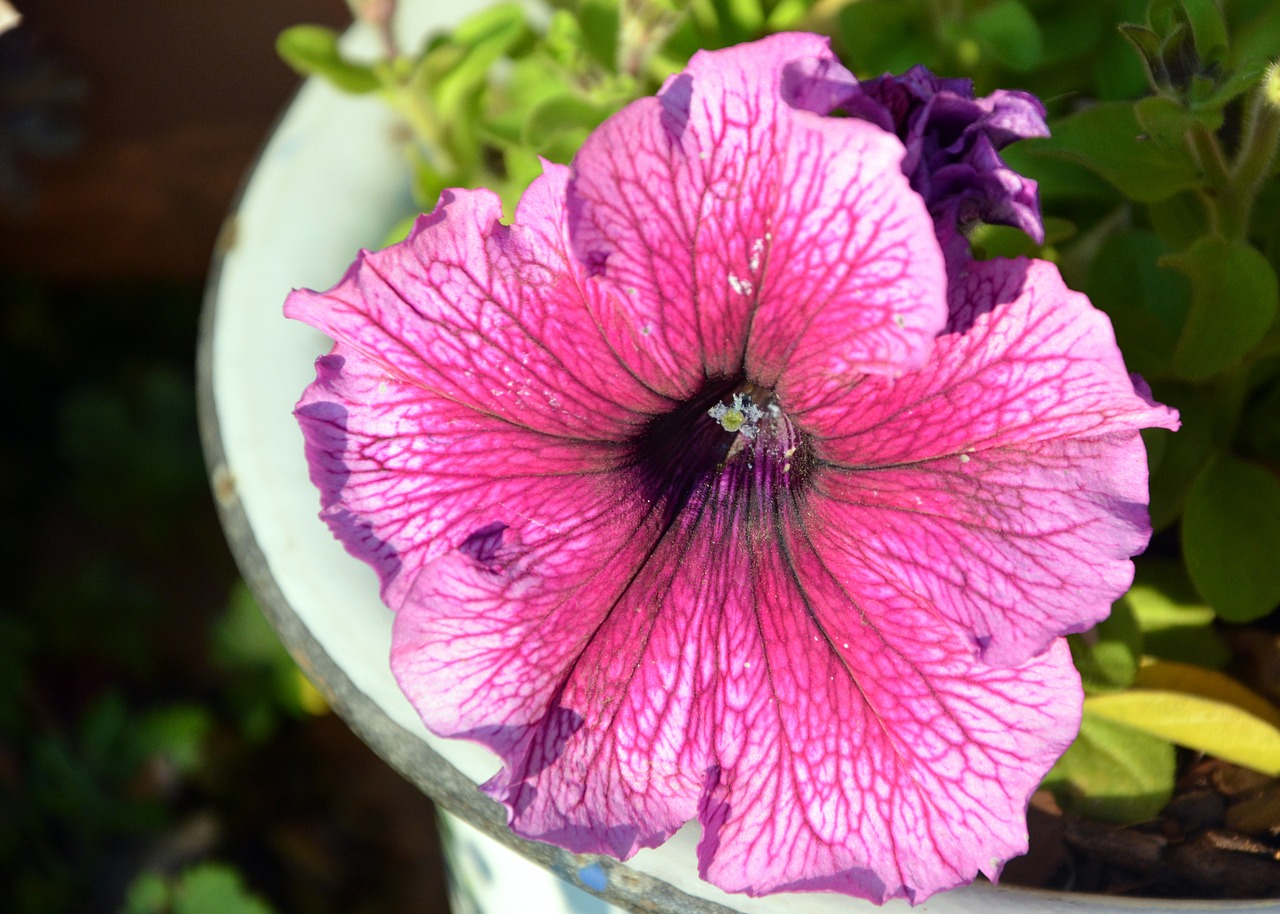 petunia pink flower petals free photo