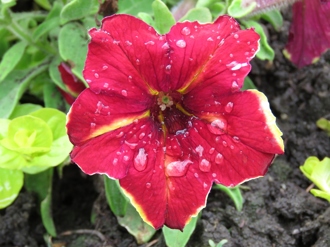 petunia red raindrops free photo