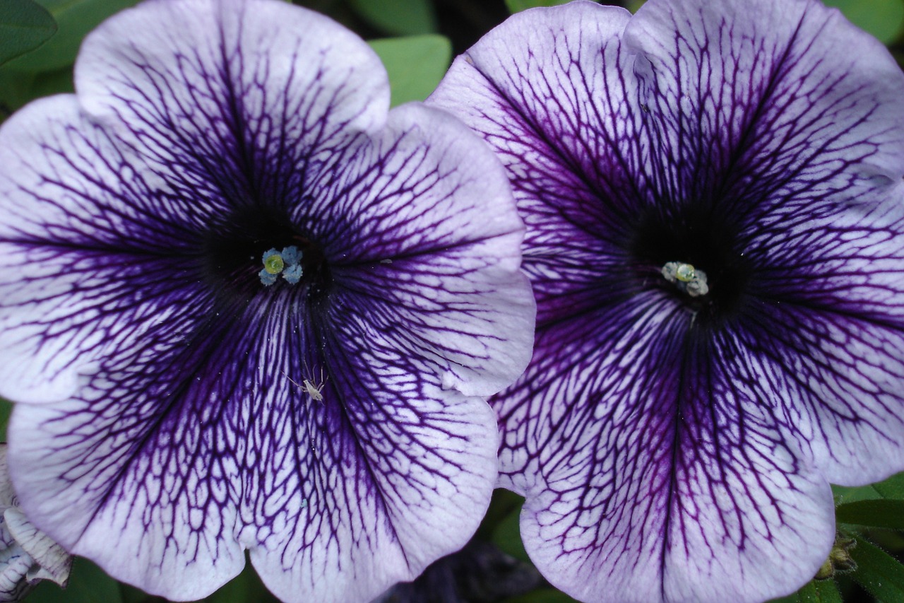 petunia flower purple free photo