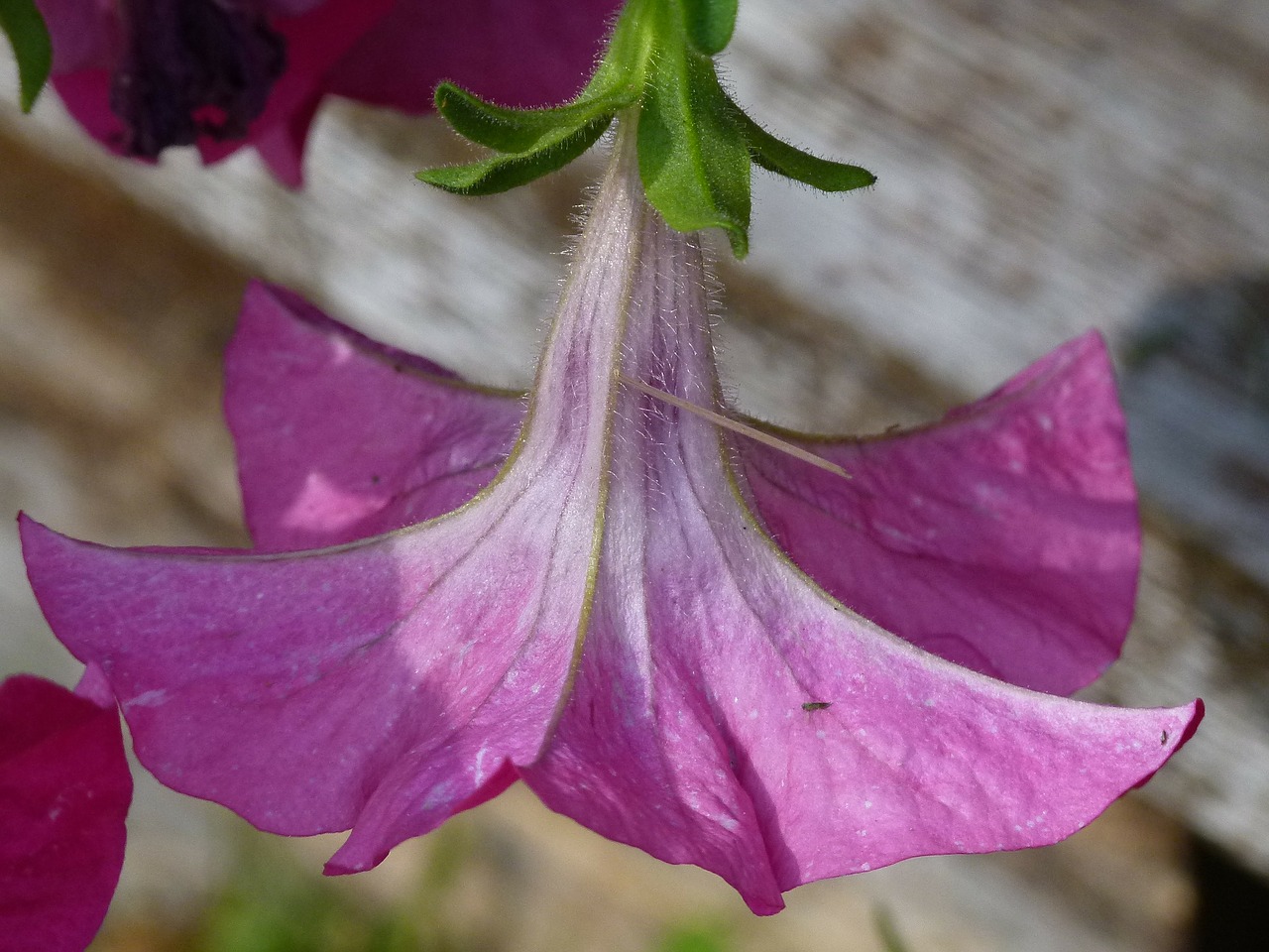 petunia pink bloom free photo