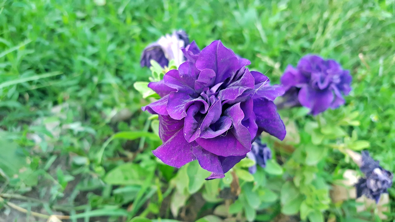 petunia petunia flower purple petunias free photo