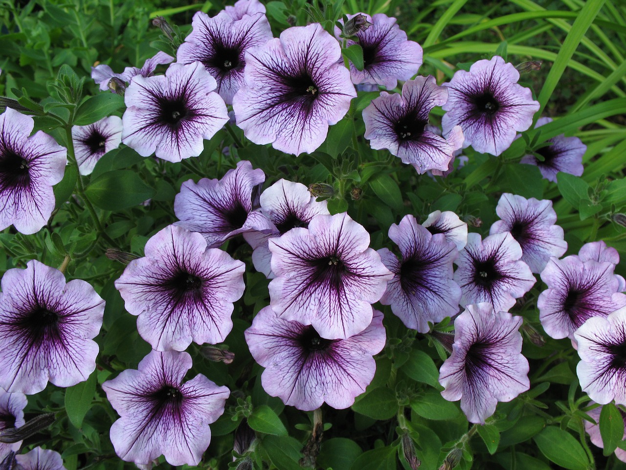 petunia blossoms purple free photo