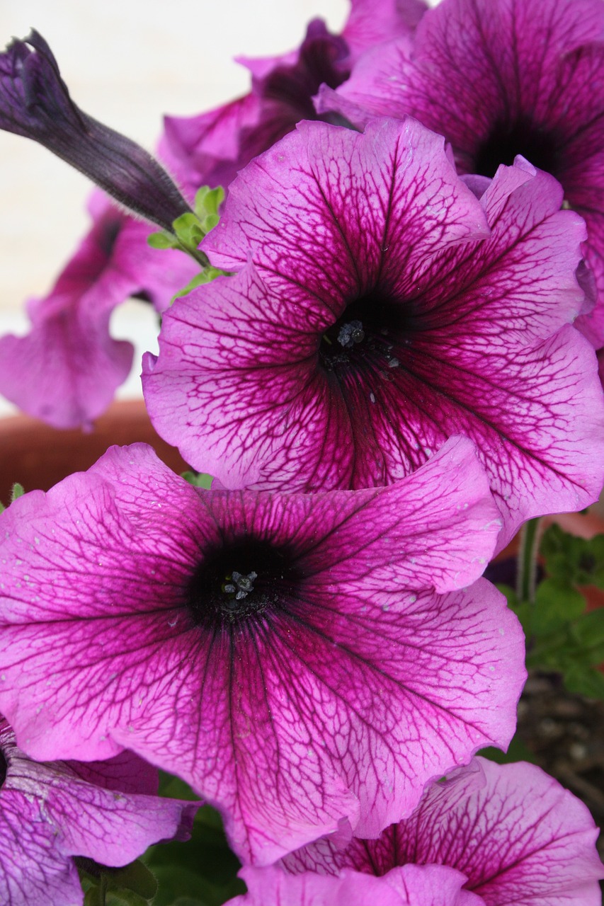 petunia bloom plant free photo