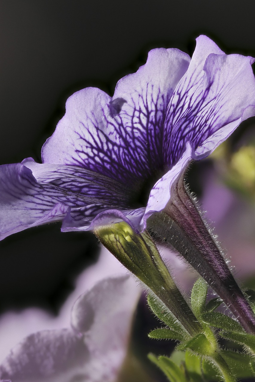 petunia flower blooming free photo