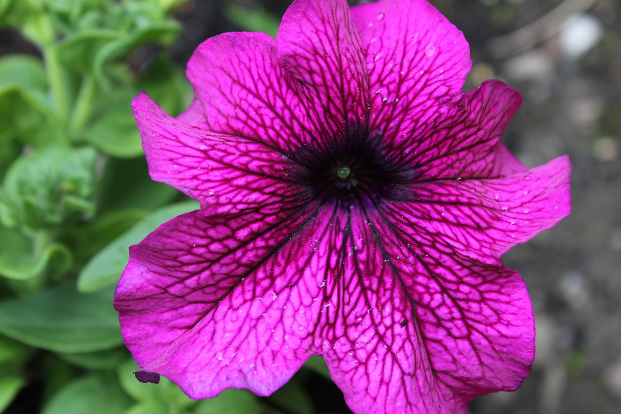 petunia flower plant free photo