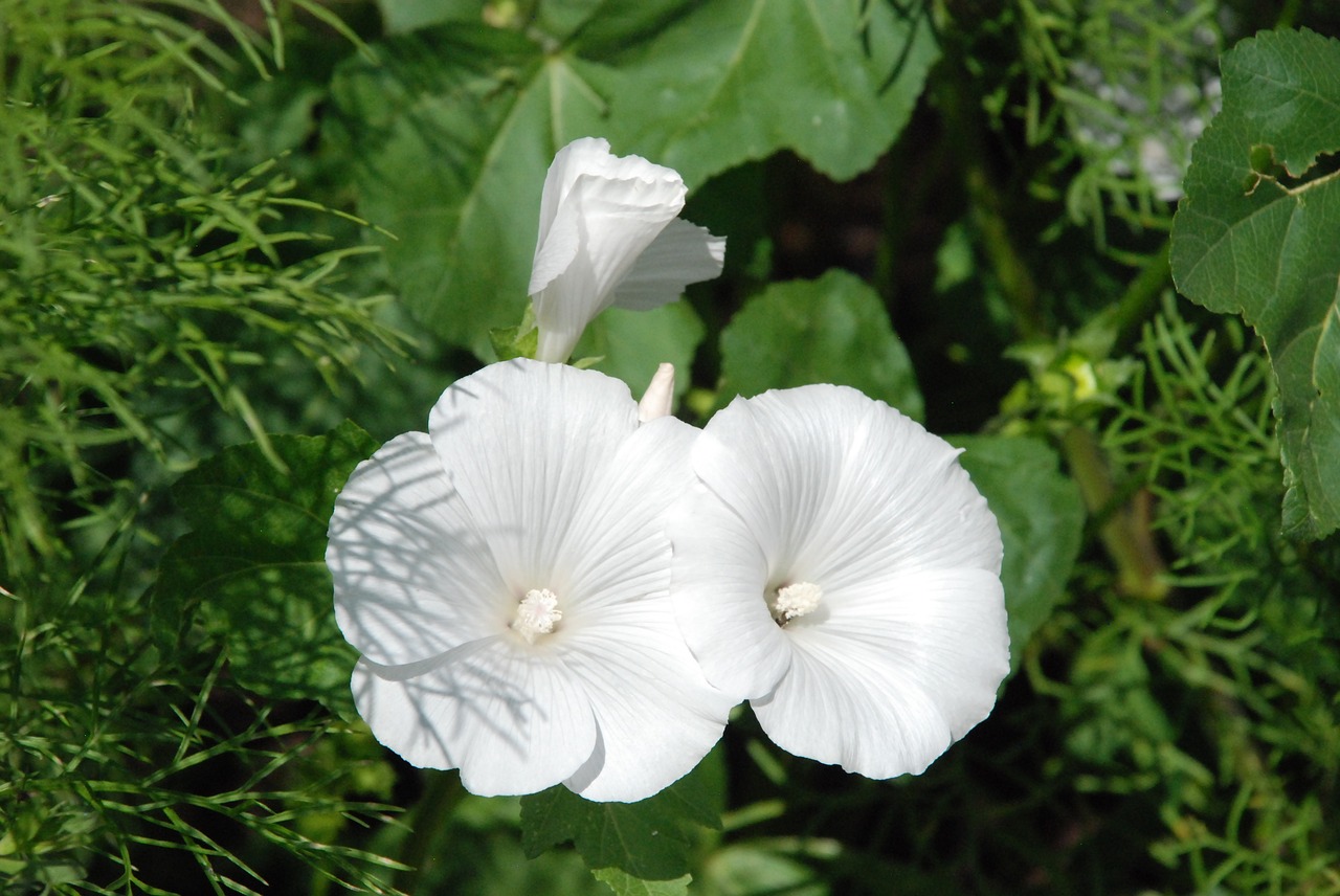 petunia white blossom free photo