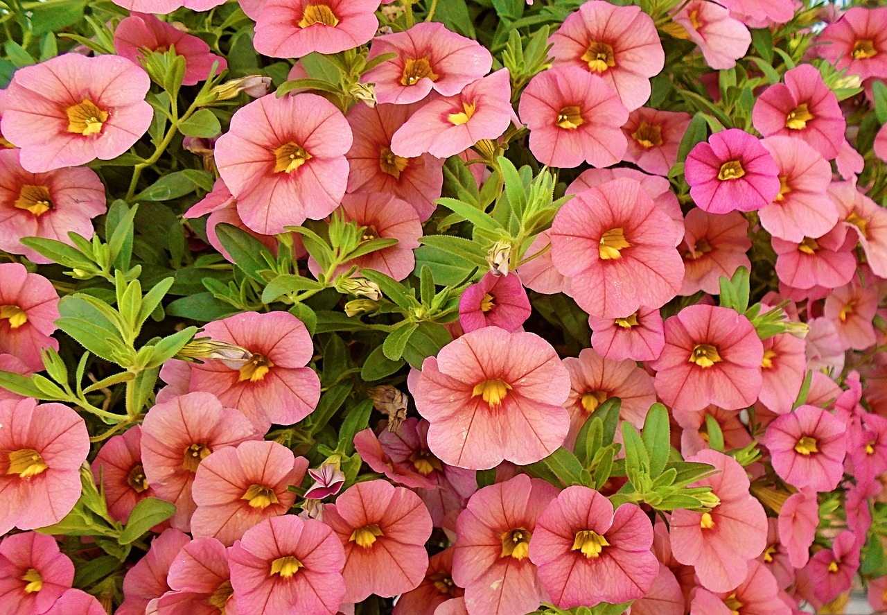 petunia flower garden free photo