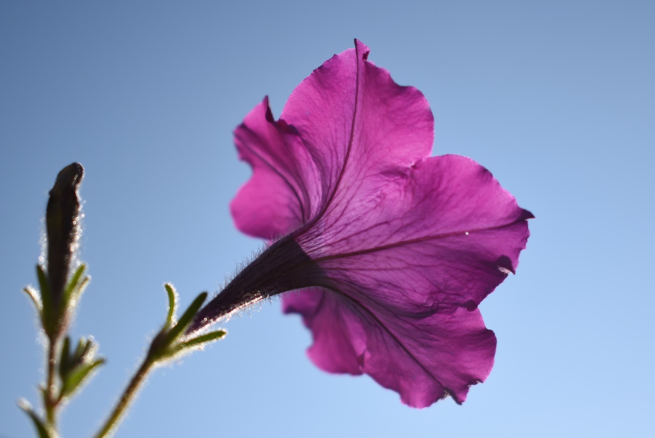 petunia flower purple free photo