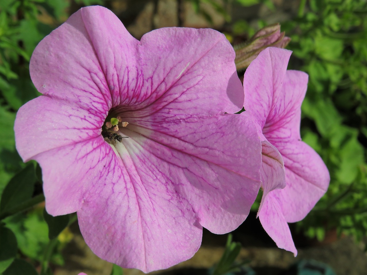 petunia pink flower free photo