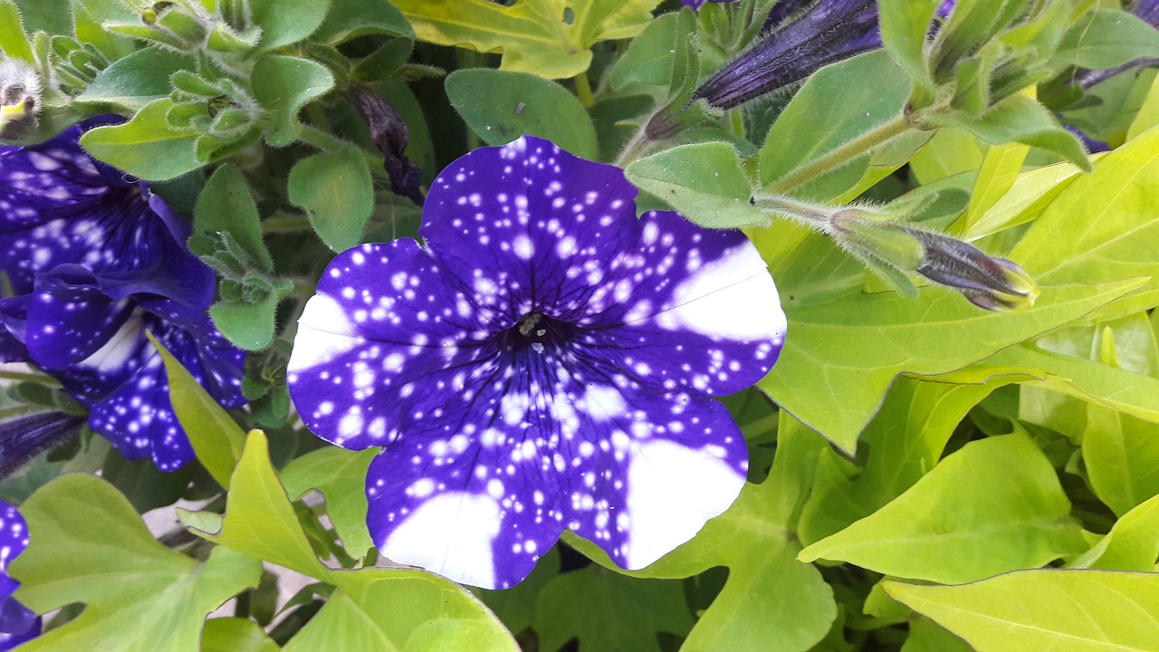 petunia night skies plants free photo