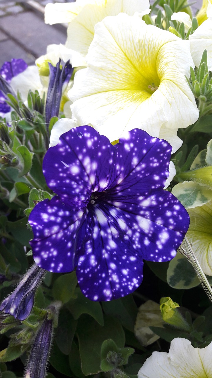 petunia night skies plants free photo