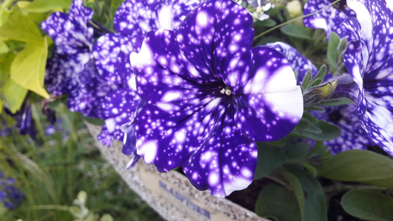 petunia night skies plants free photo