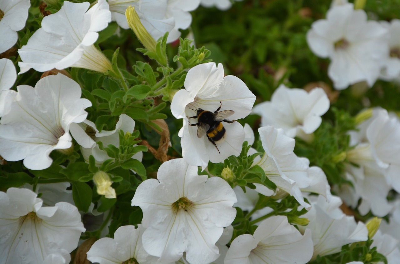 petunia white flowers bourdon free photo