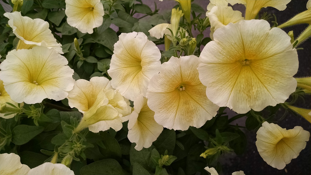 petunia yellow golden free photo