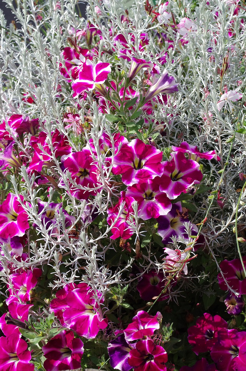 petunia spirit herb balcony plants free photo