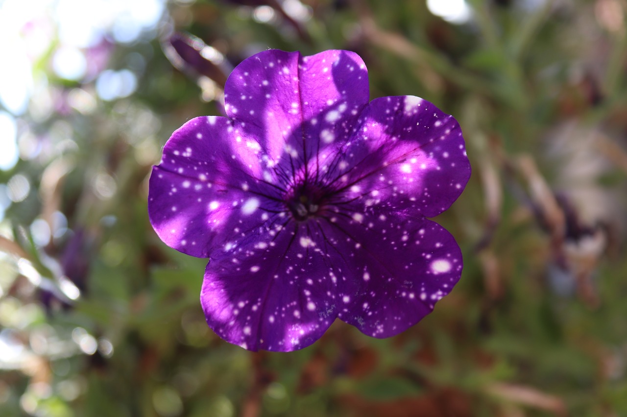 petunia violet blue free photo