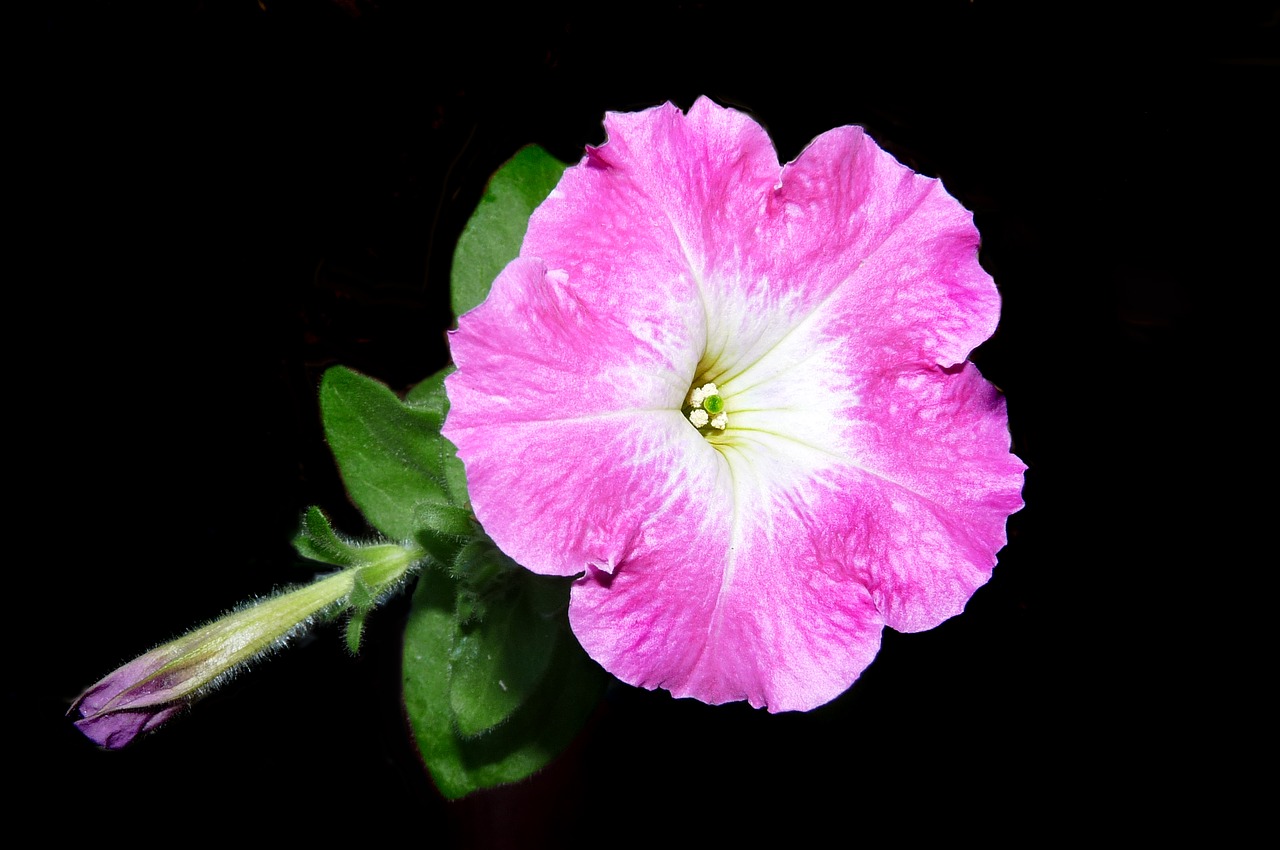 petunia pink flower free photo