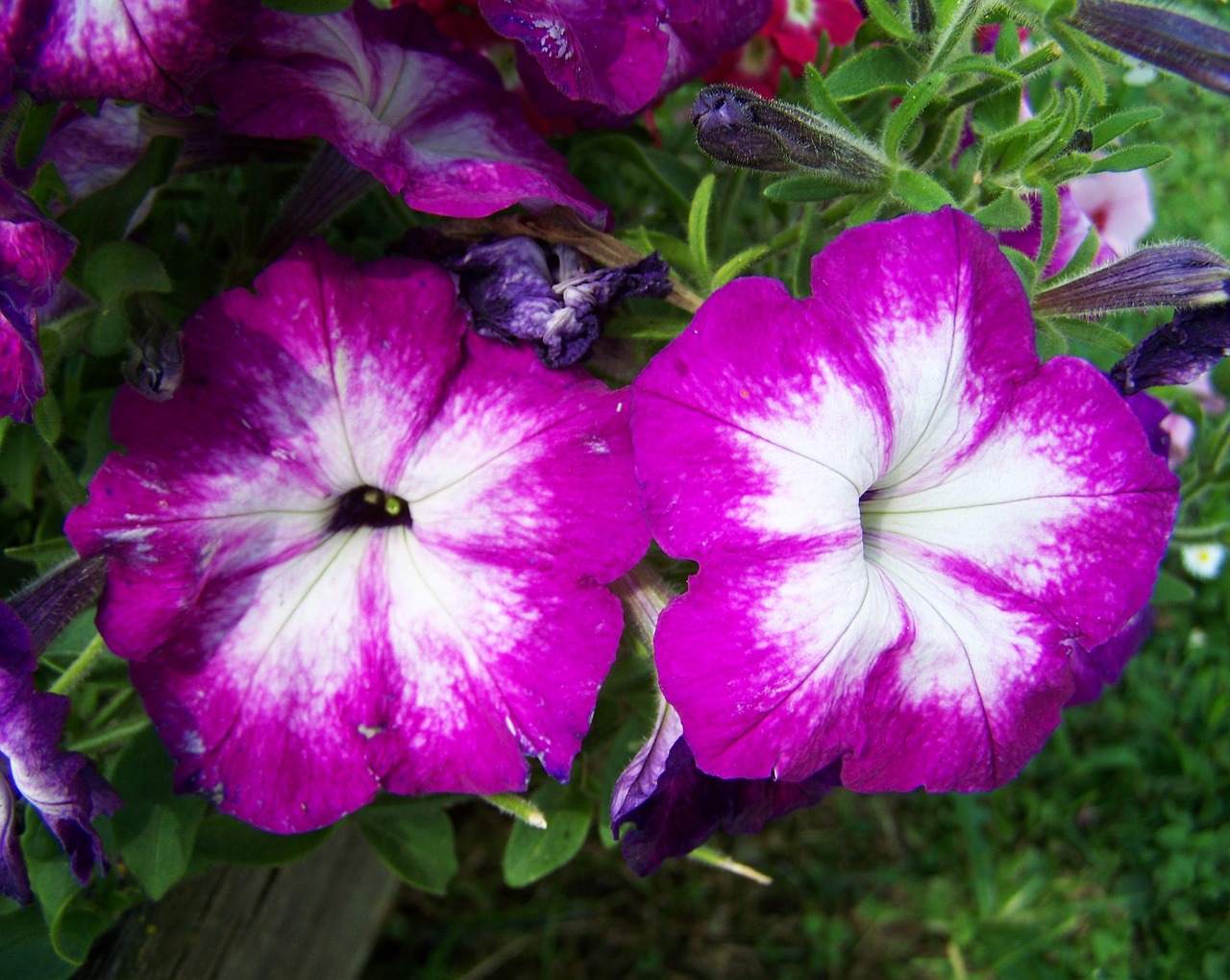 petunia purple and white flower garden free photo