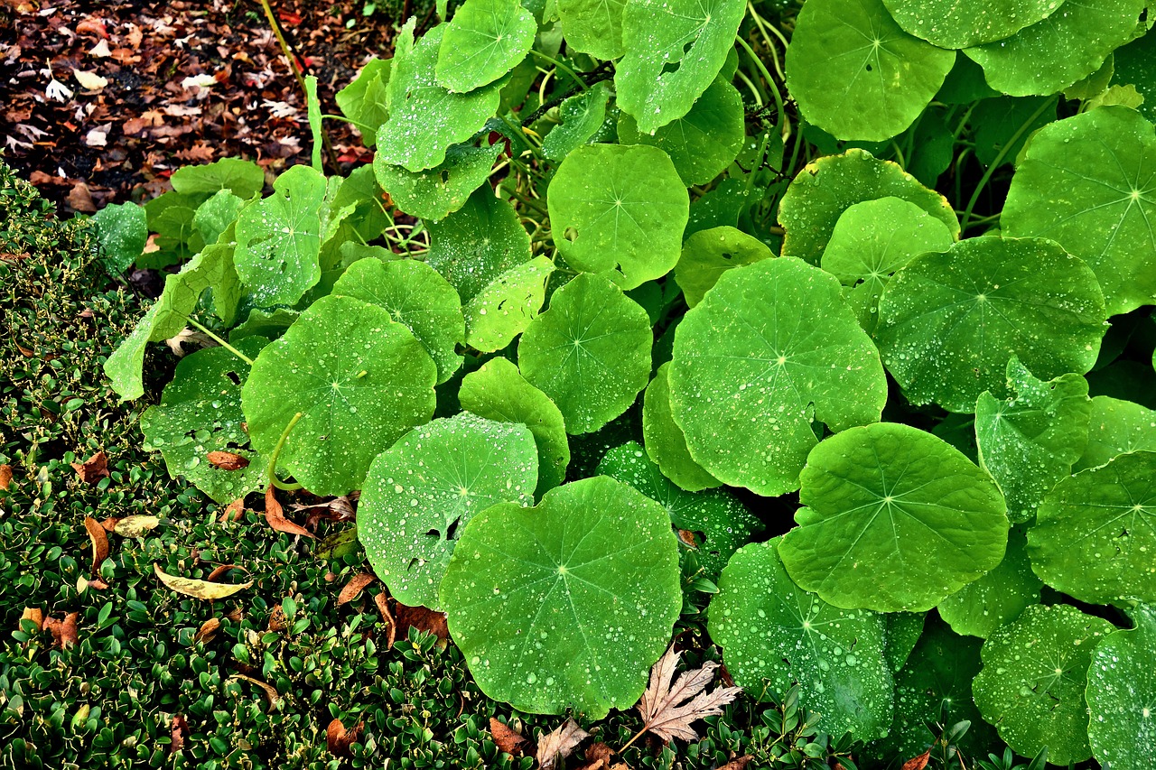 Petunia plant petunia leaves