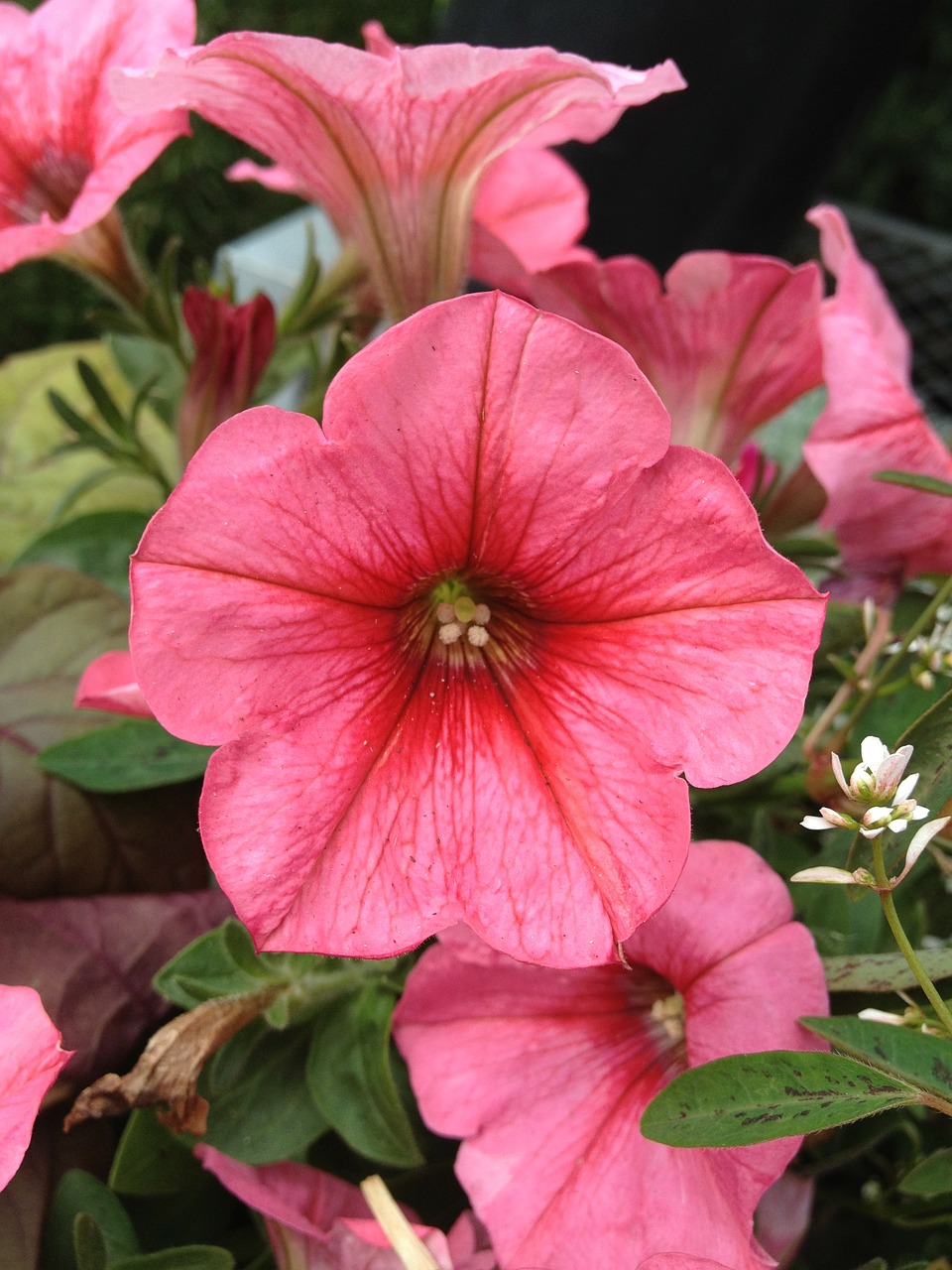 petunia flowers floral free photo