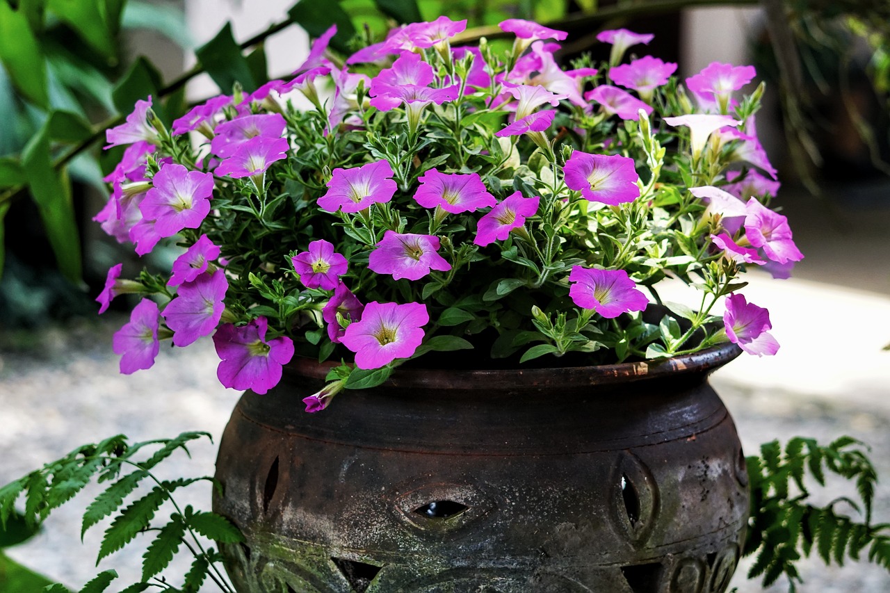 petunia  display  container free photo