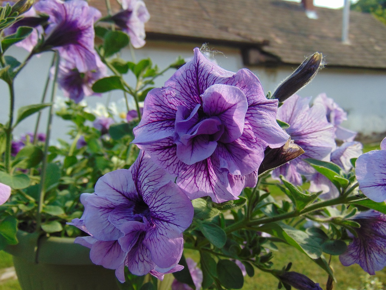 petunia  flower  plant free photo