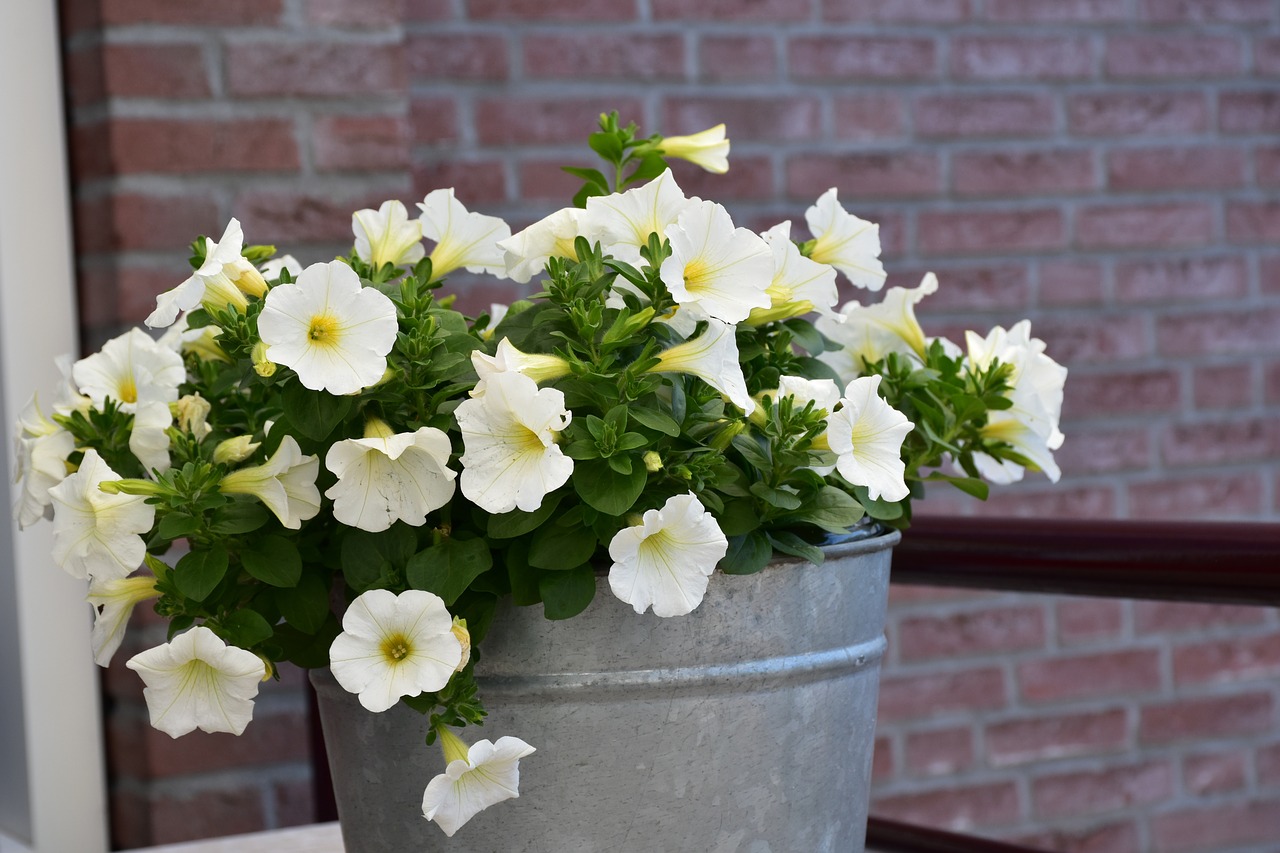 petunia  flowers  white free photo