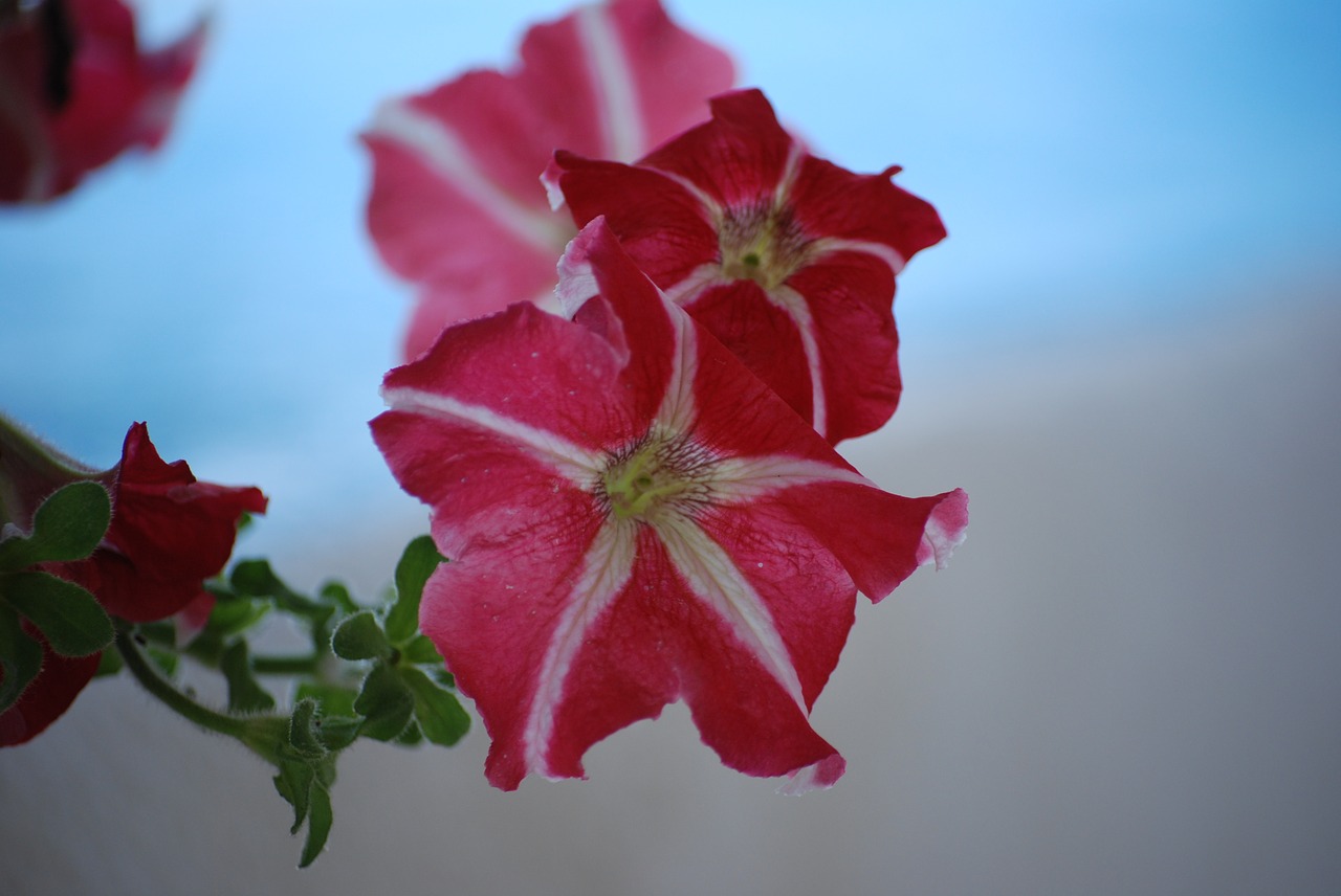 petunia  flower  plant free photo