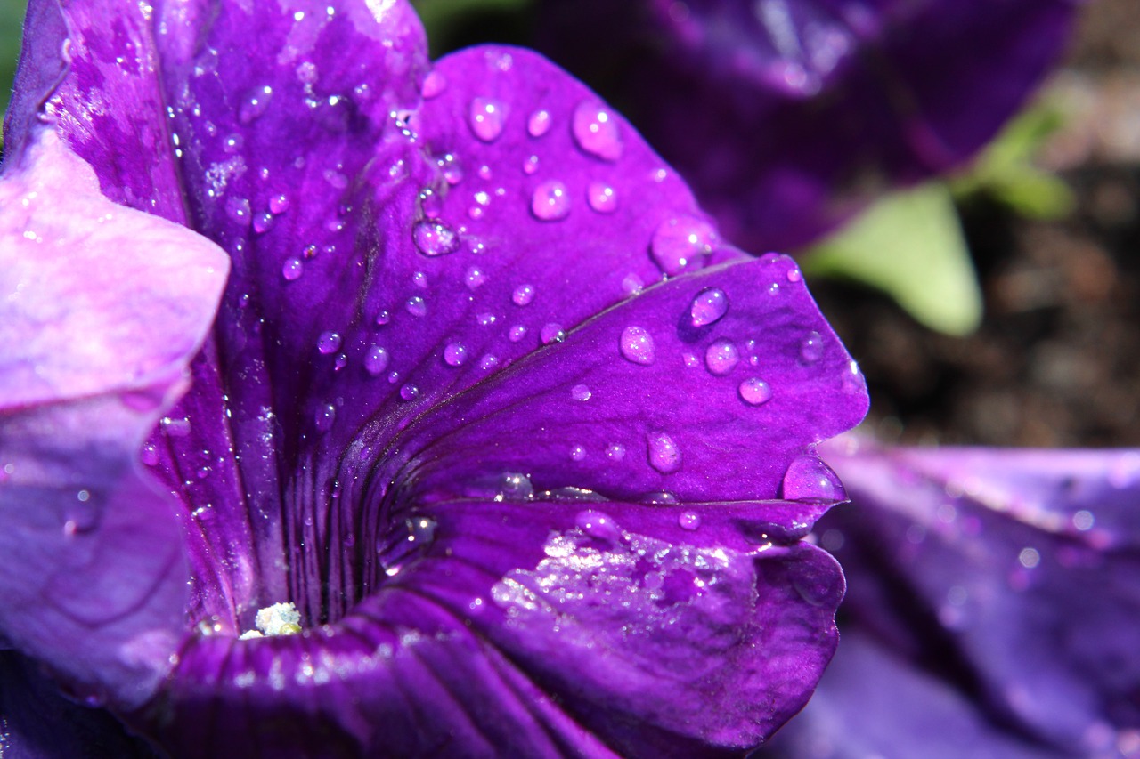 petunia nachtschattengewächs blossom free photo