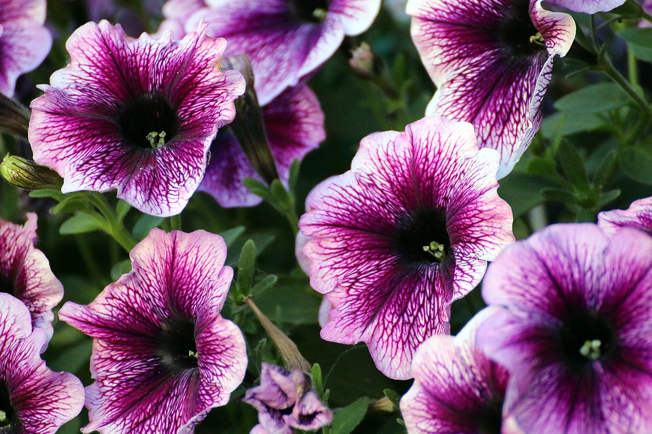 petunia  purple  flowers free photo