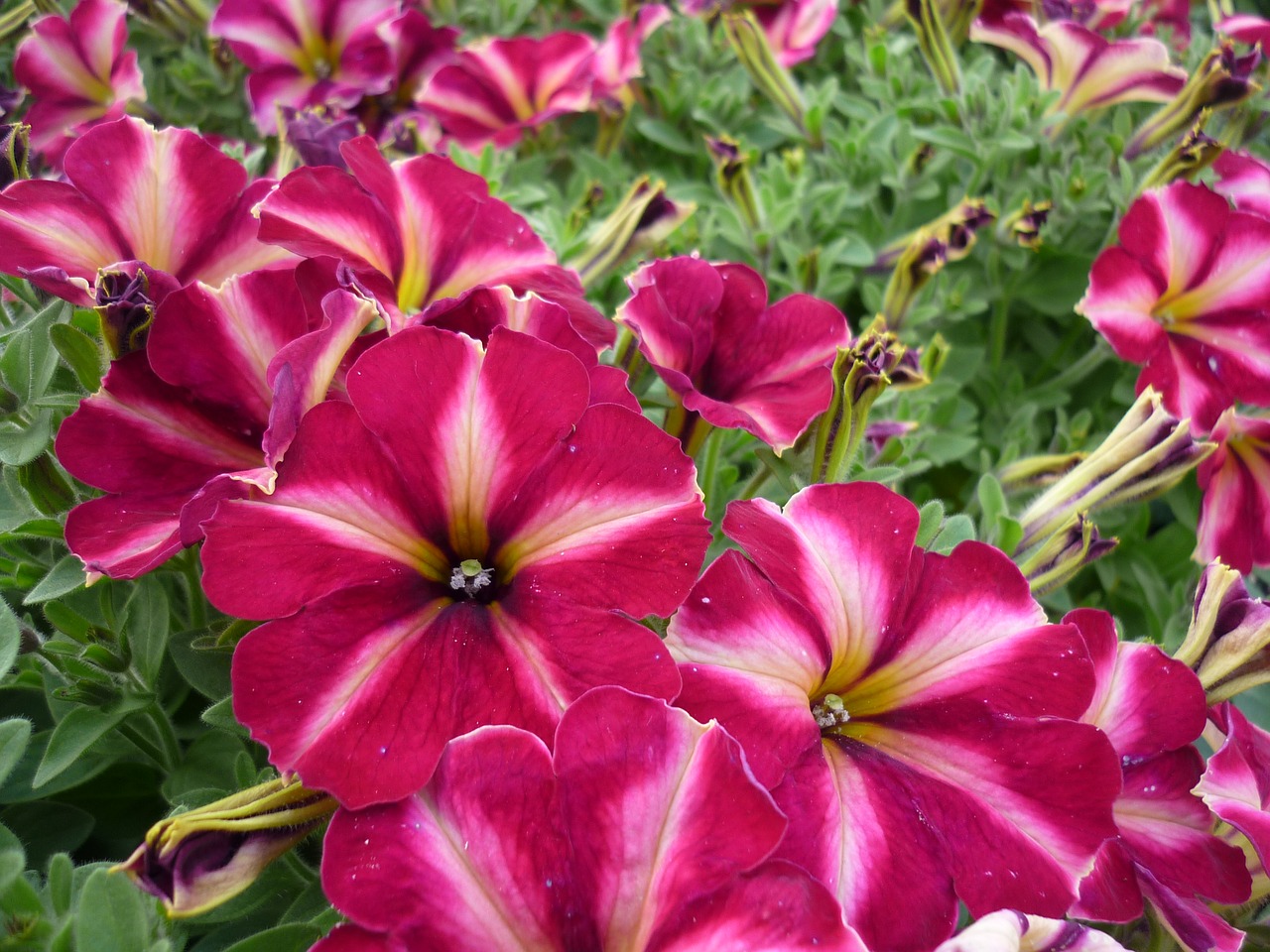 petunia  flower  garden free photo