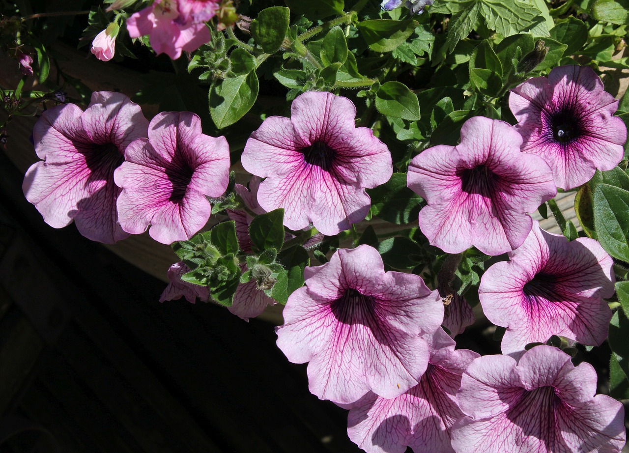 petunia  flower  bloom free photo