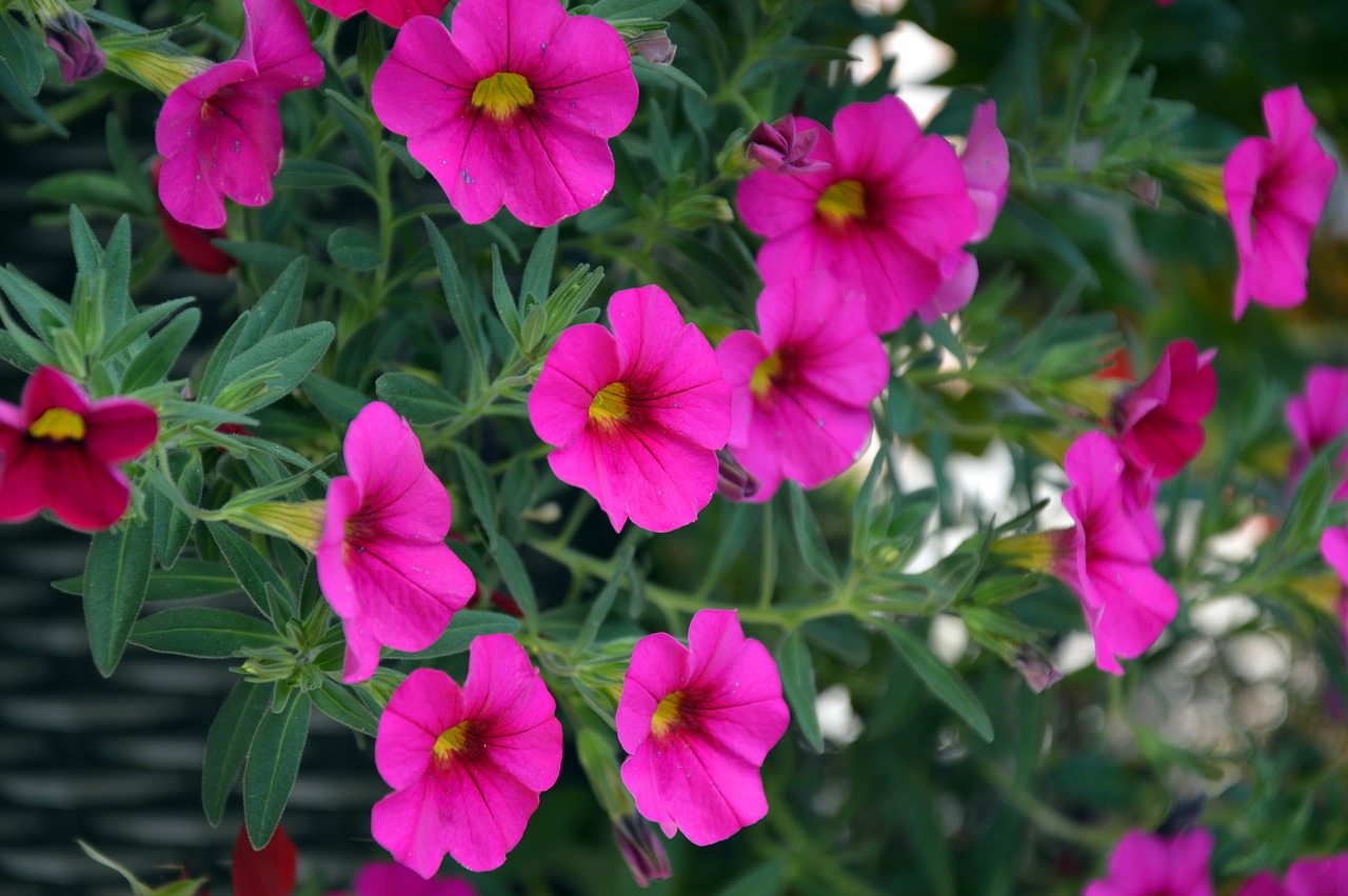 petunia  mini petunias  balcony plant free photo