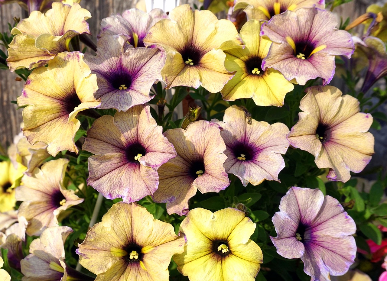 petunia  blossom  bloom free photo