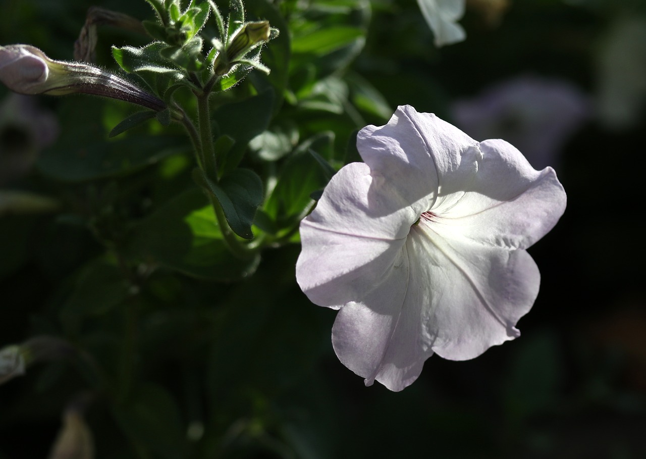 petunia  flower  white free photo