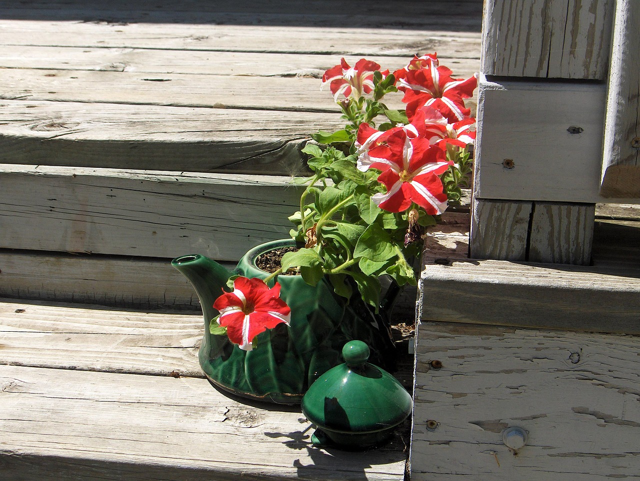 petunia teapot spring free photo