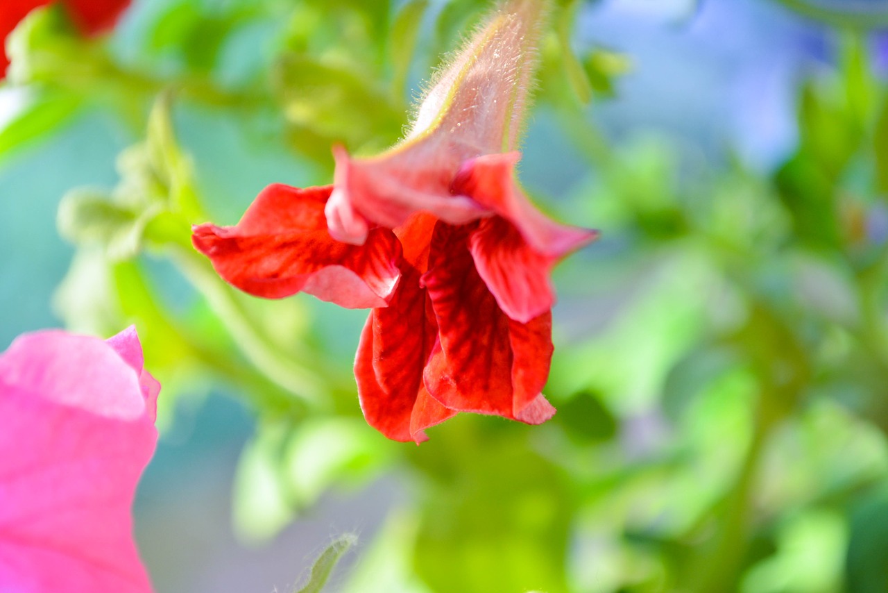 petunia  flowers  red free photo