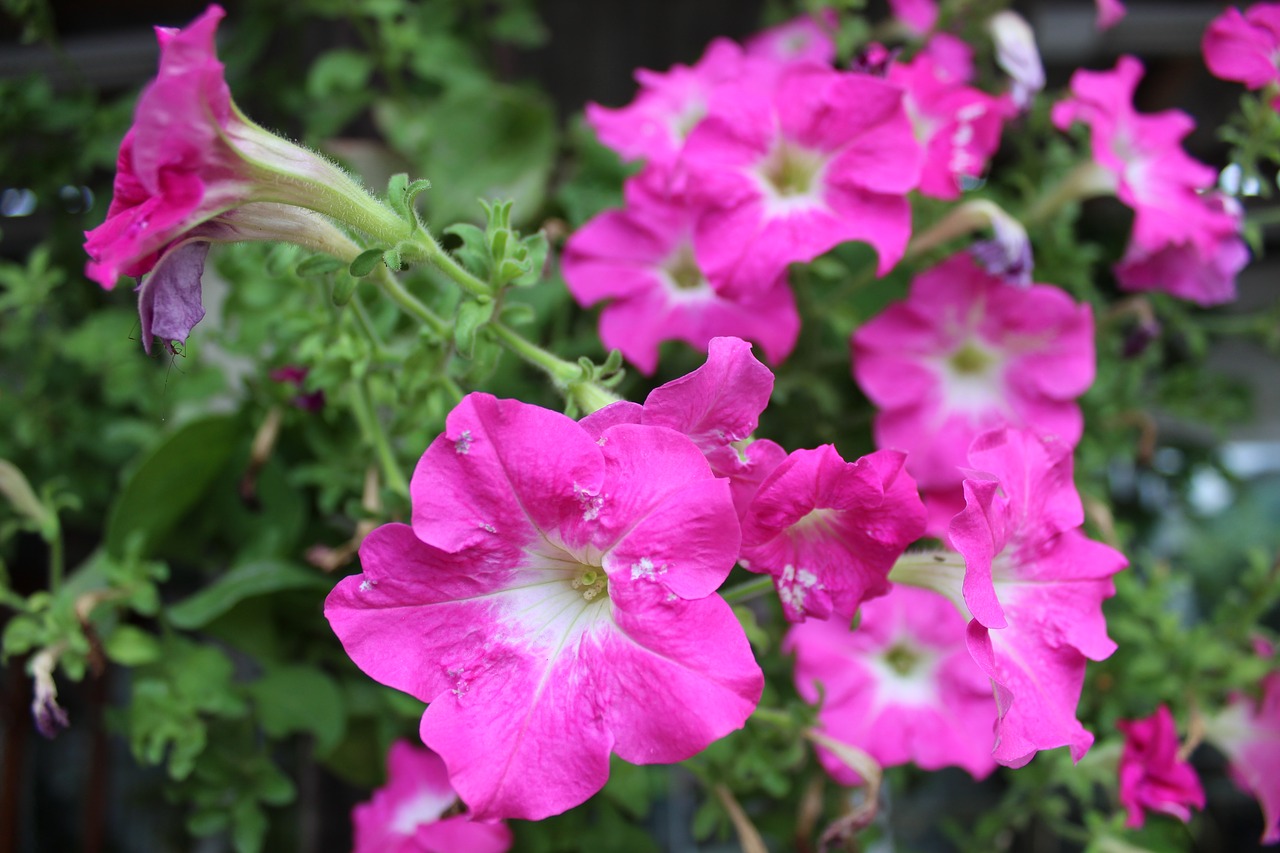 petunia  flower  nature free photo