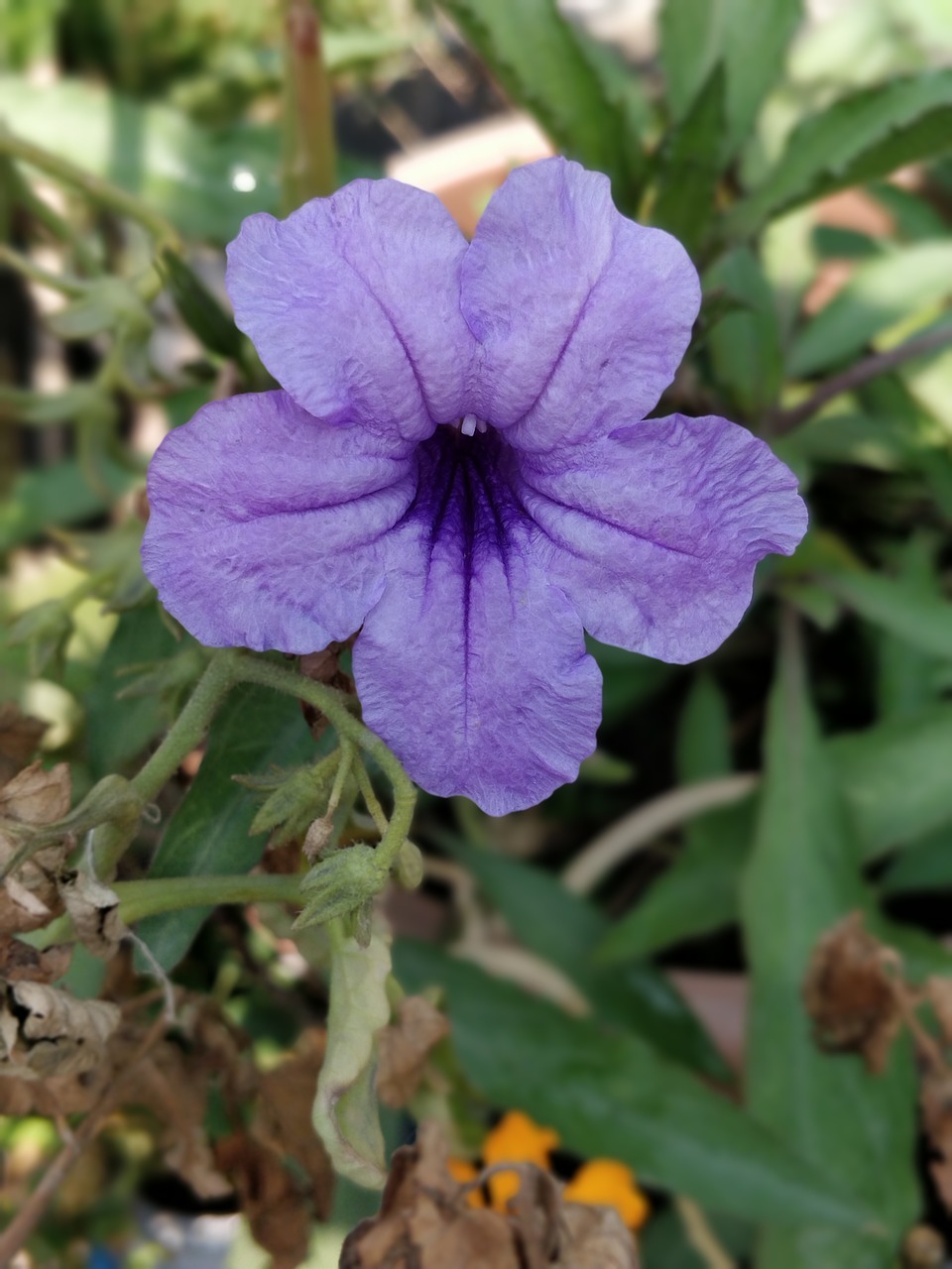 petunia  purple blue  flowers free photo