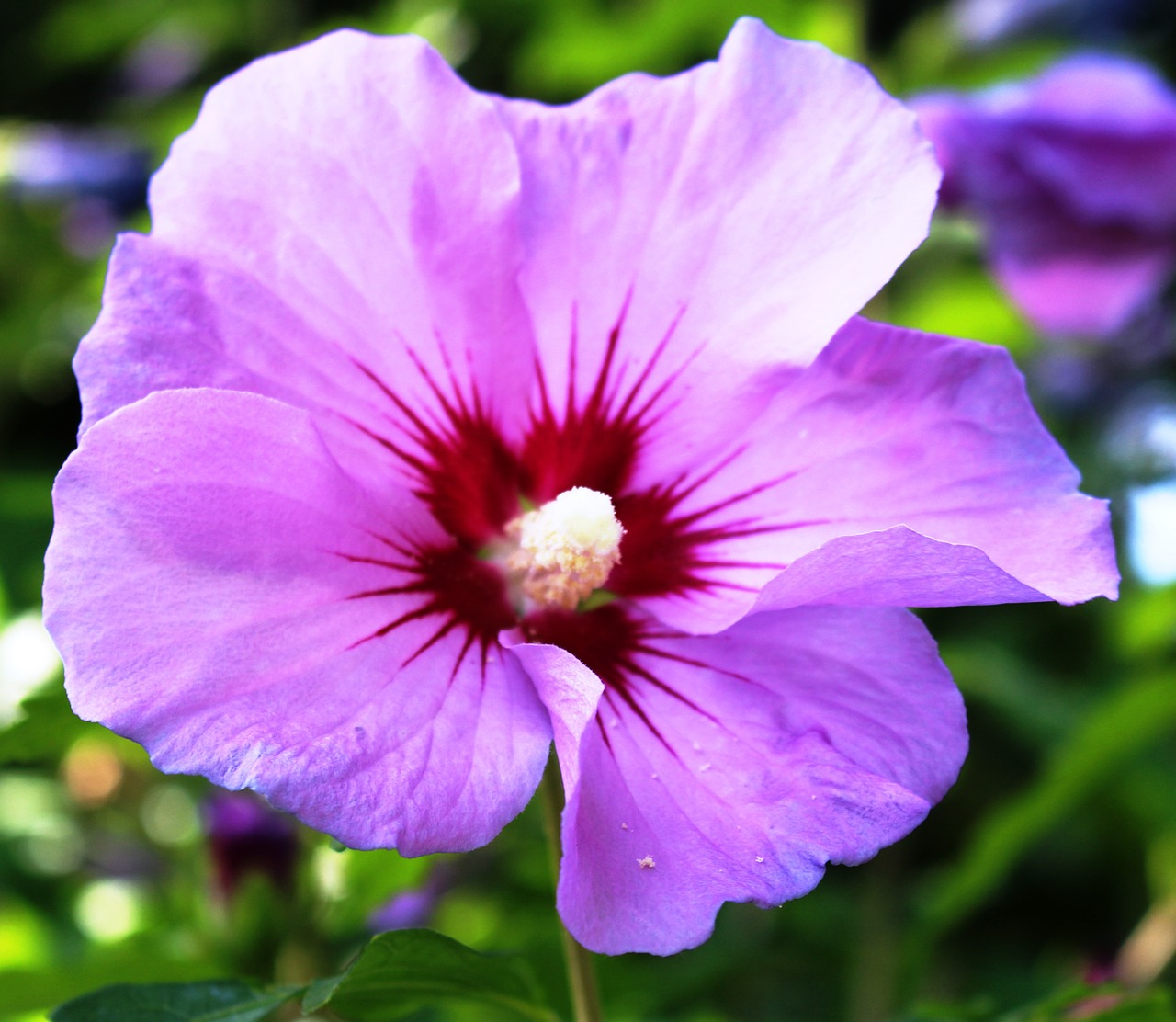 petunia flowers after shadow green free photo