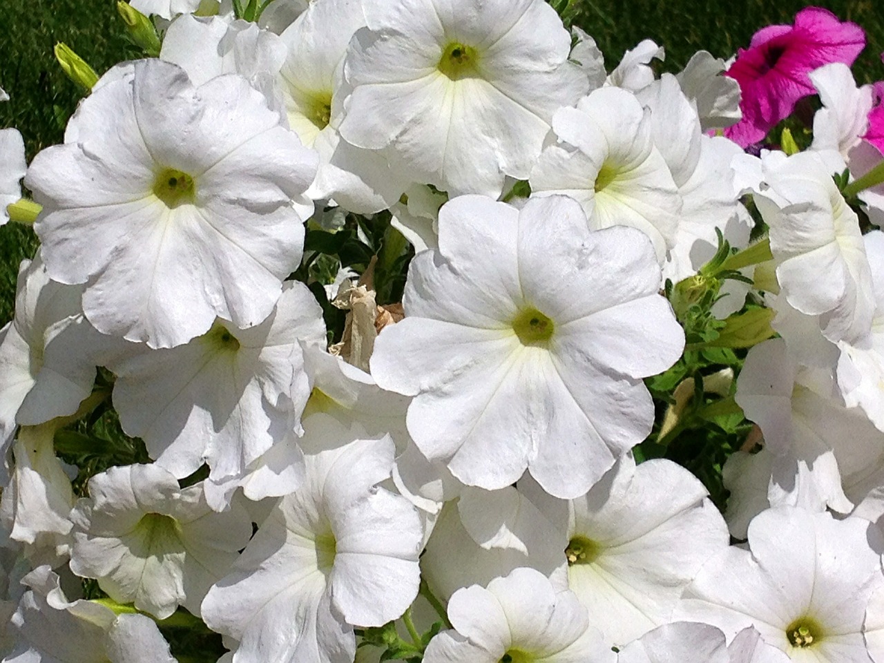 petunia floral plants free photo