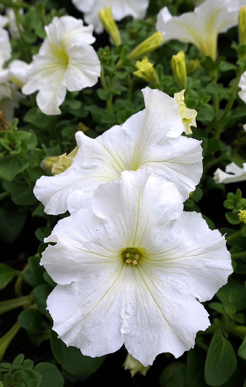 petunia  white  blossom free photo