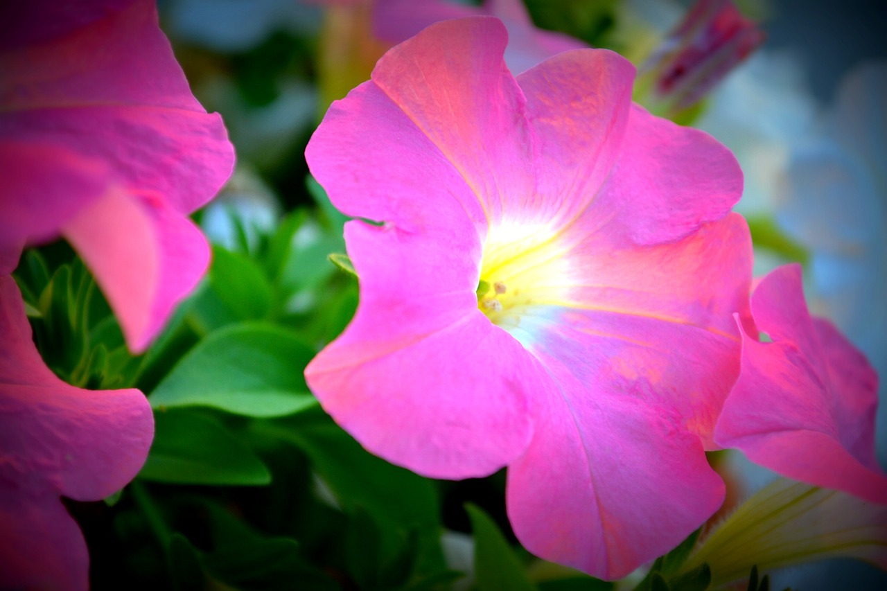 petunia floral glow free photo