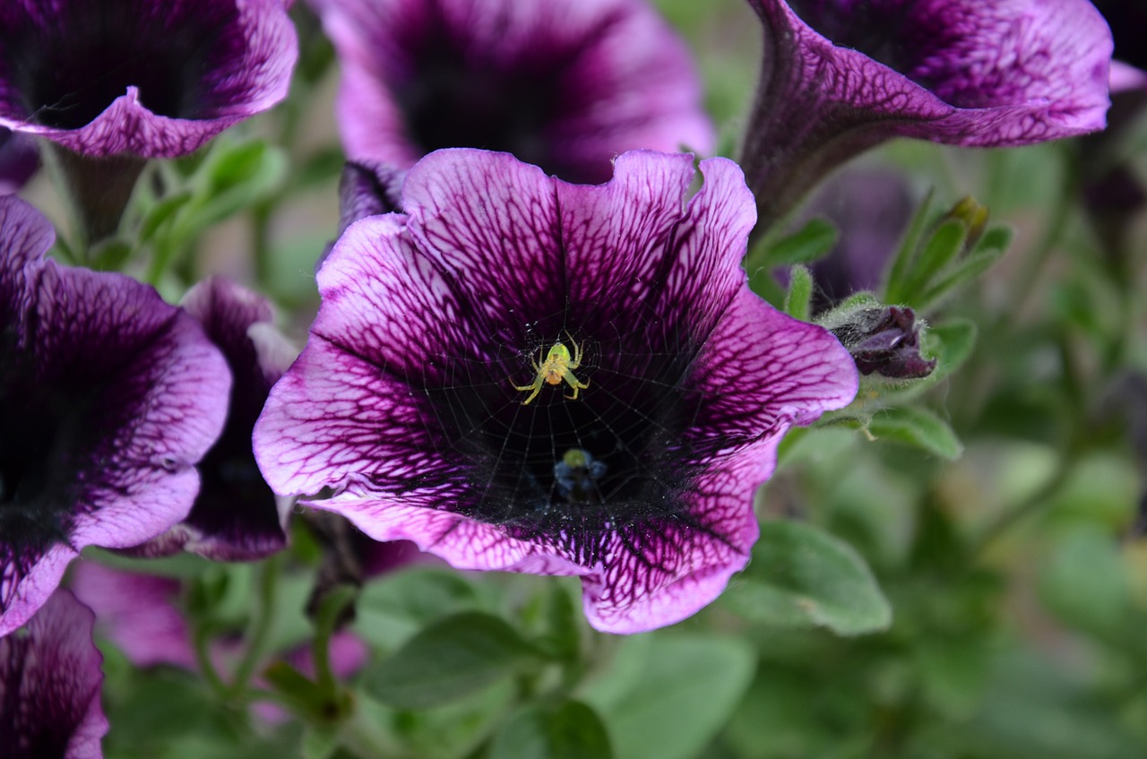 petunia plant spin free photo