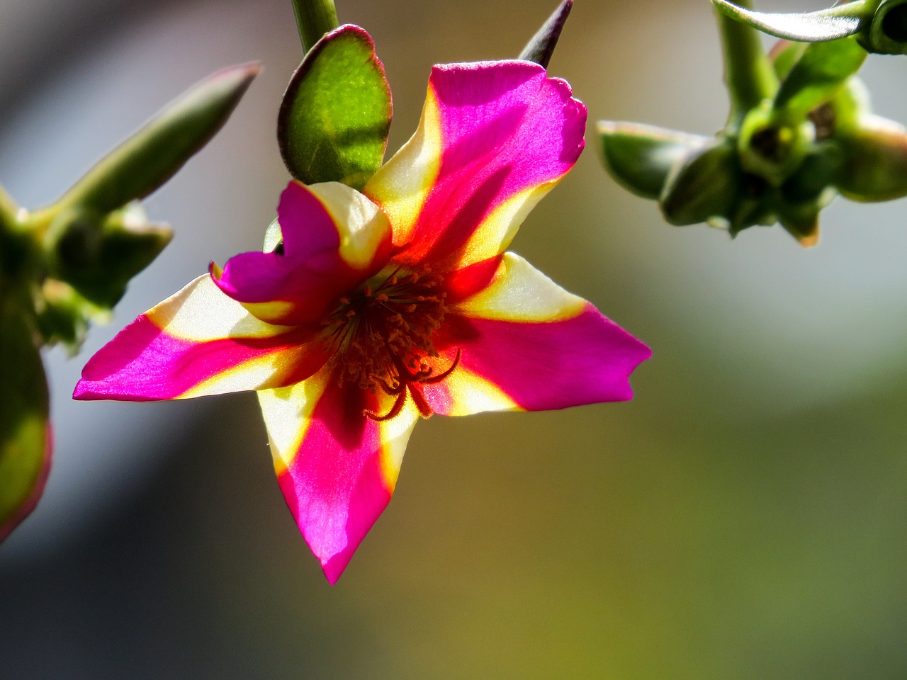 petunia balcony flower free photo