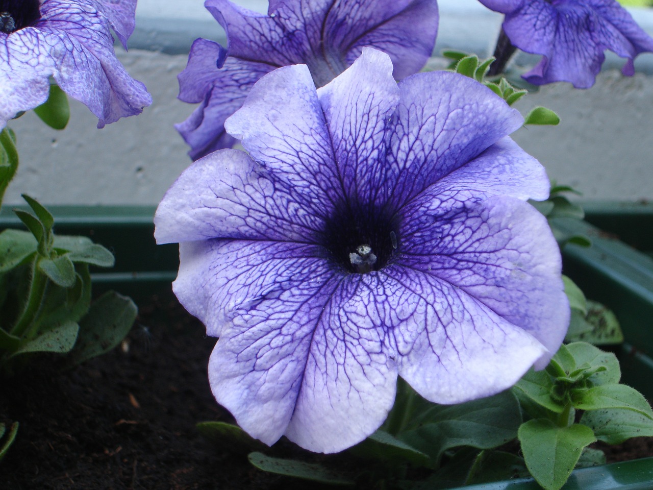 petunia flower purple free photo