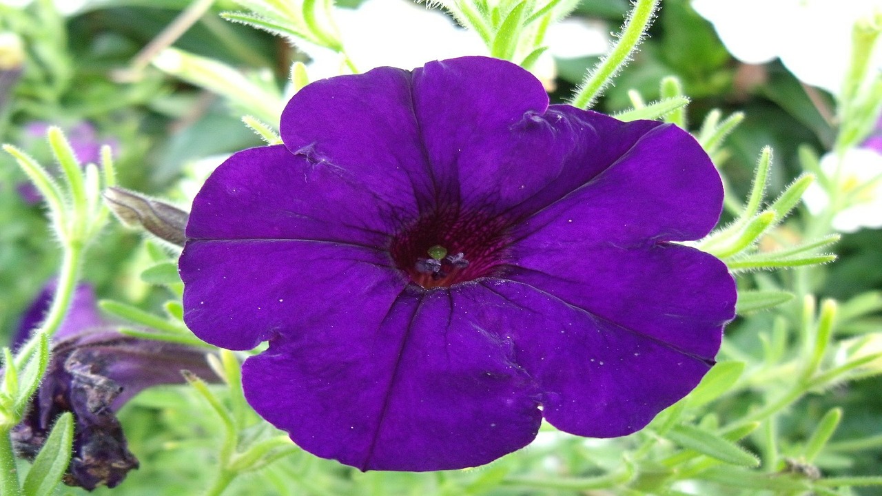 petunia flower blue free photo