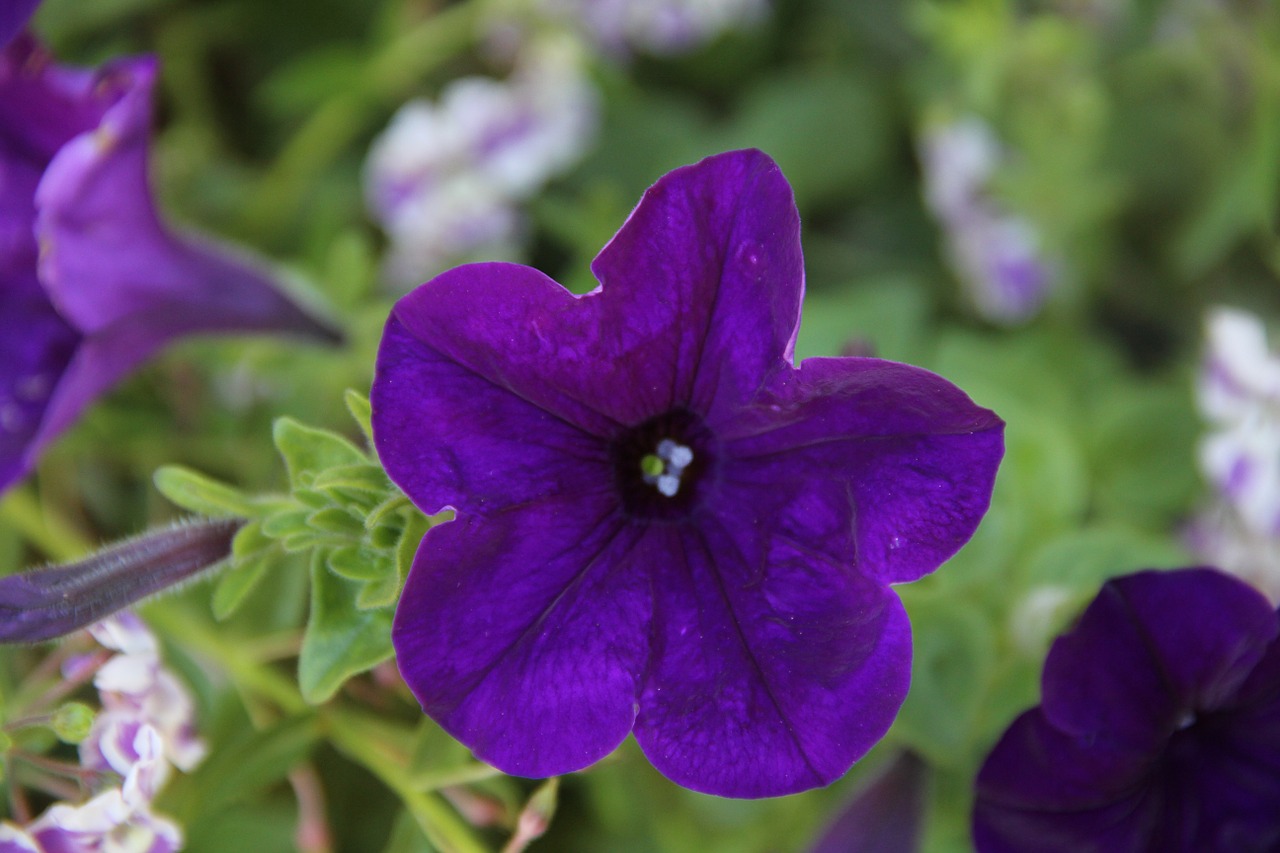 petunia flower ornamental plant free photo